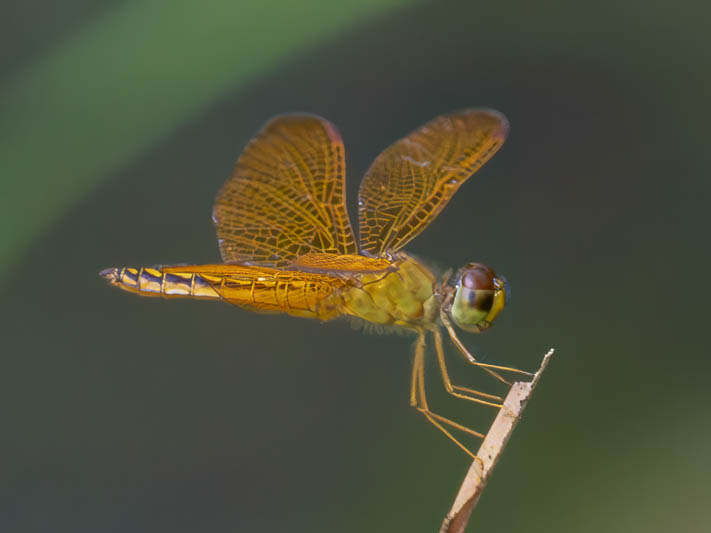 Perithemis electra (Golden Amberwing) male.jpg